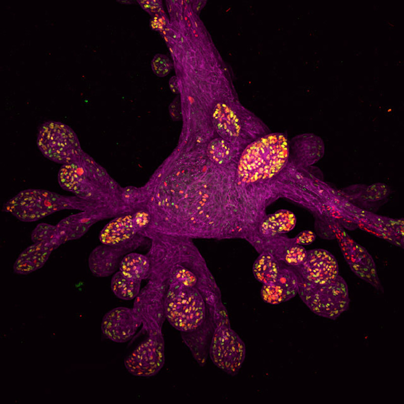 Illustration for article titled These Are the Best Microscopic Images of 2015